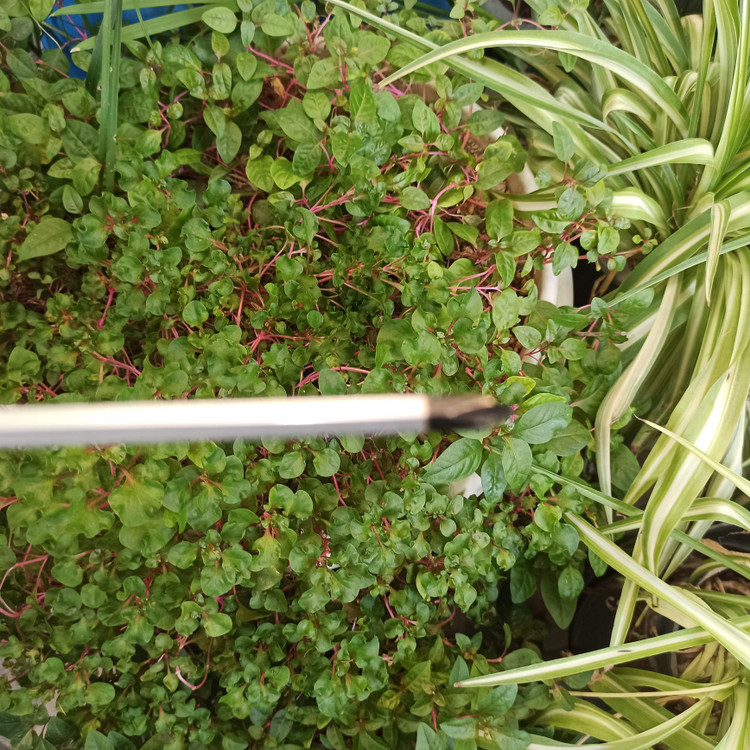 مجموعه دوعددی دو و ۴ سو پیچگوشتی چکش خور Afixs 150mm